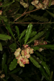 Dodonaea viscosa RCP7-07 158.jpg